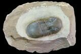 Brown Paralejurus Trilobite - Gorgeous Specimen #86898-1